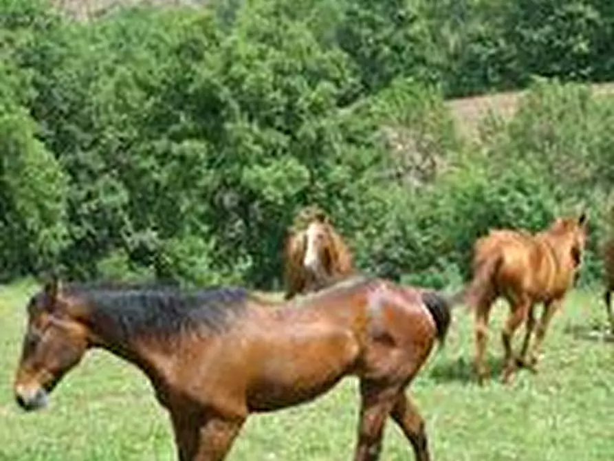 Immagine 4 di Terreno agricolo in vendita  a Roccalbegna