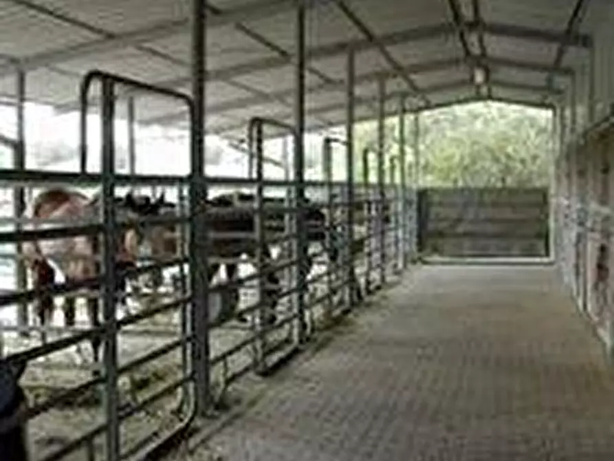 Immagine 9 di Terreno agricolo in vendita  a Roccalbegna