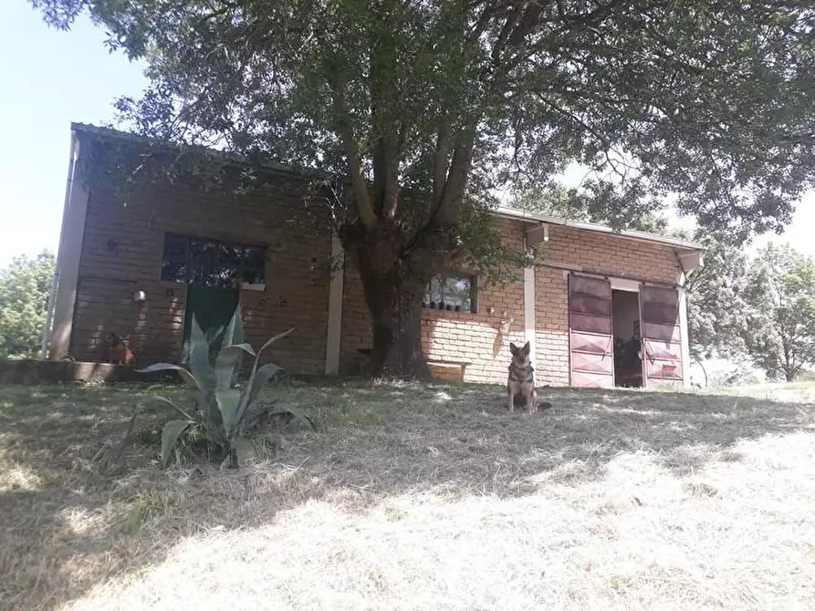 Immagine 16 di Terreno agricolo in vendita  a Roccalbegna