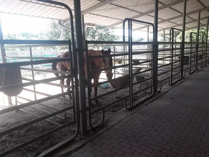 Immagine 11 di Terreno agricolo in vendita  a Roccalbegna