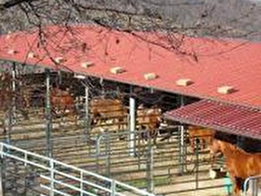 Immagine 8 di Terreno agricolo in vendita  a Roccalbegna