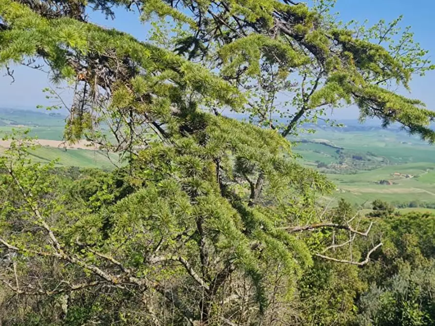 Immagine 36 di Casa semindipendente in vendita  a Lajatico