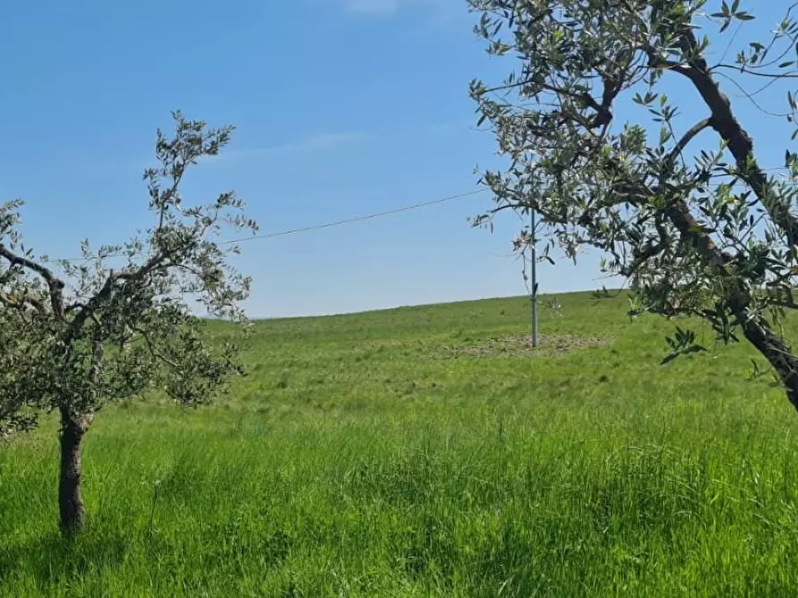 Immagine 39 di Casa semindipendente in vendita  a Lajatico