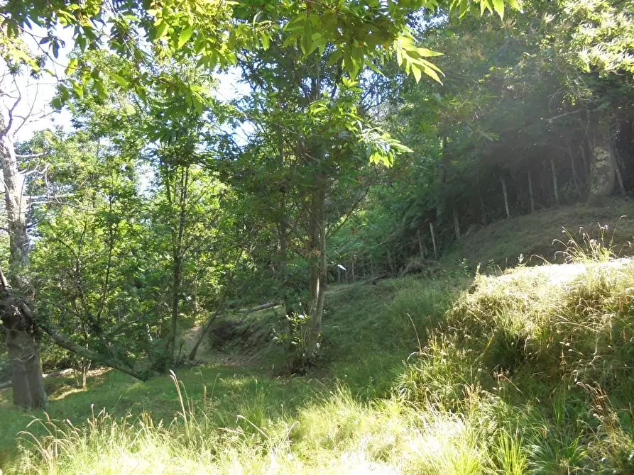 Immagine 4 di Rustico / casale in vendita  a Massa