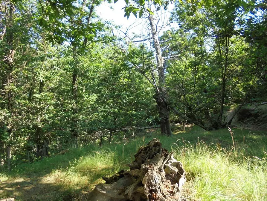 Immagine 5 di Rustico / casale in vendita  a Massa