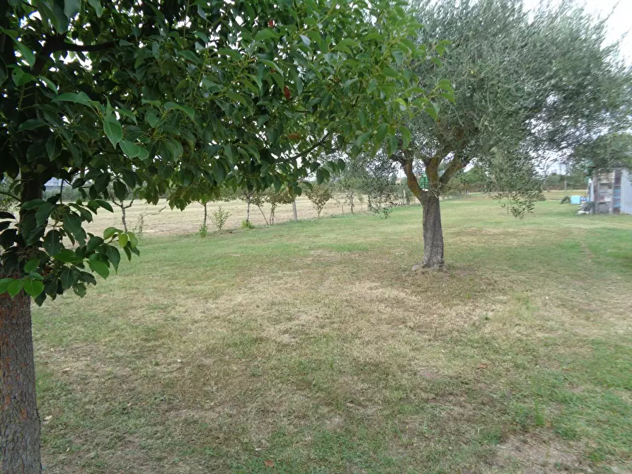 Immagine 5 di Terreno agricolo in vendita  a Pisa