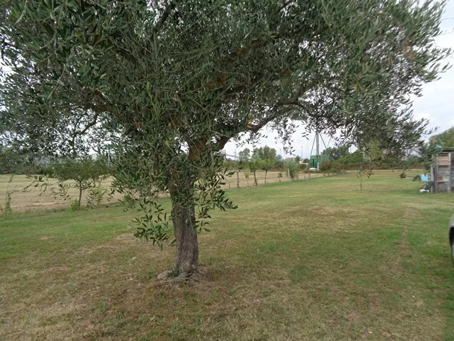 Immagine 4 di Terreno agricolo in vendita  a Pisa