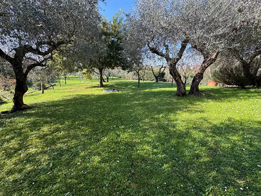 Immagine 17 di Appartamento in affitto  a Calci