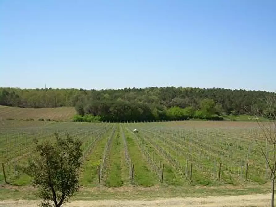 Immagine 1 di Terreno agricolo in vendita  a Castiglione Del Lago