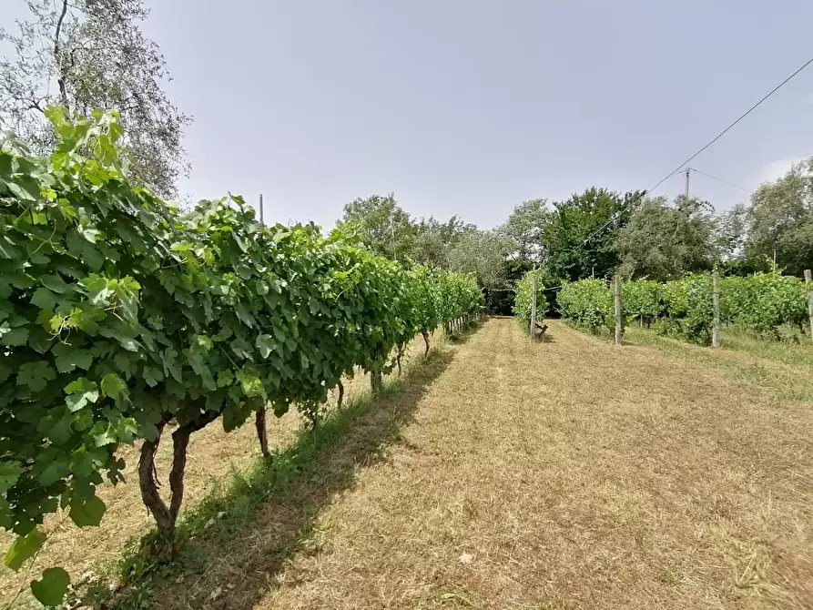 Immagine 1 di Terreno agricolo in vendita  a Ortonovo