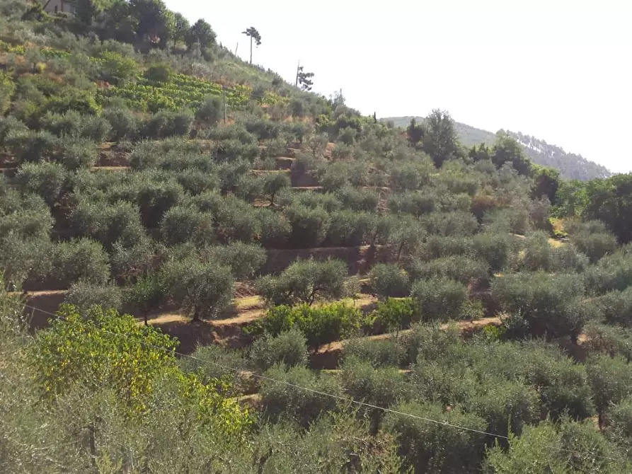 Immagine 3 di Terreno agricolo in vendita  a Capannori