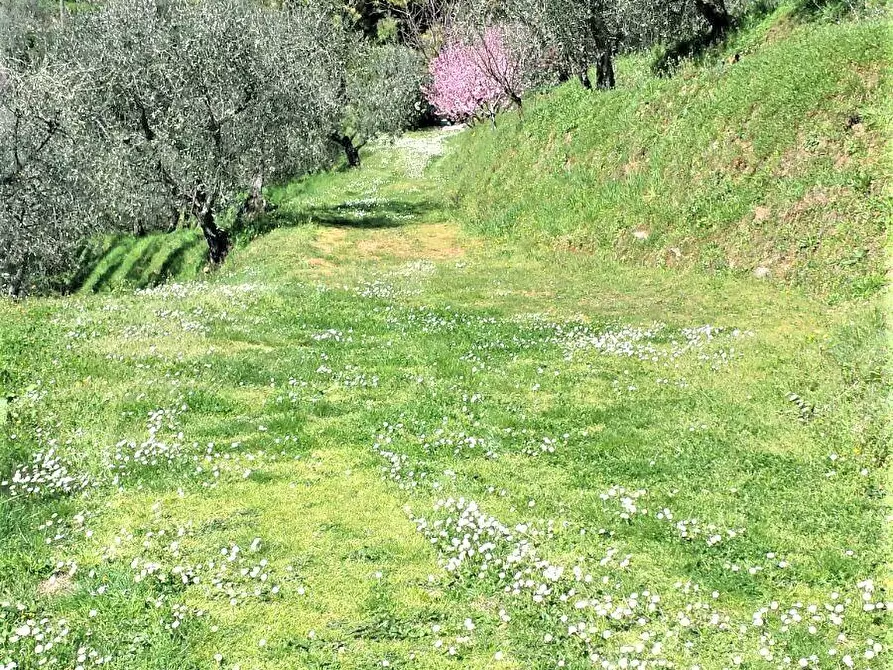 Immagine 2 di Terreno agricolo in vendita  a Capannori
