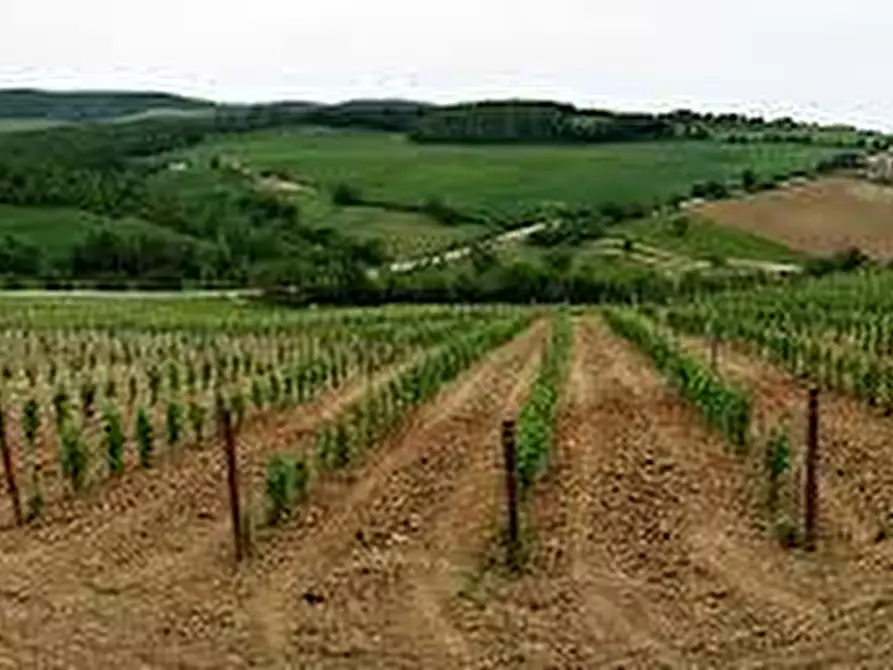 Immagine 3 di Terreno agricolo in vendita  a Castelnuovo Berardenga