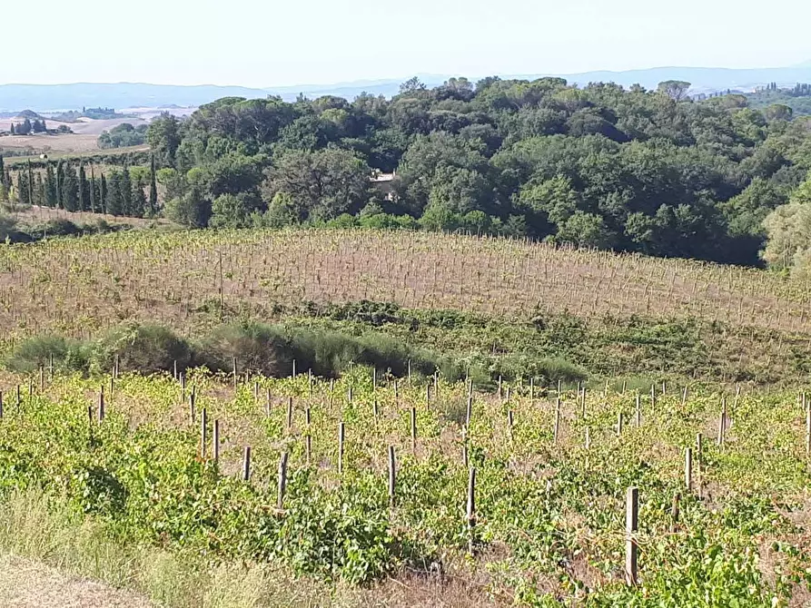 Immagine 1 di Terreno agricolo in vendita  a Castelnuovo Berardenga