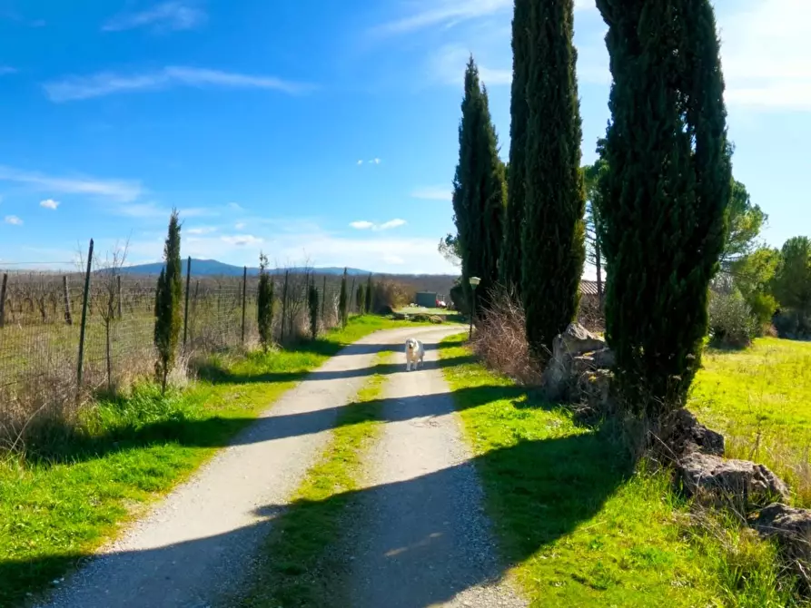 Immagine 14 di Azienda agricola in vendita  a Colle Di Val D'elsa