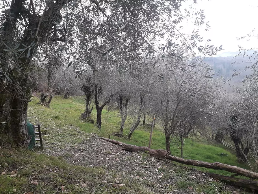 Immagine 7 di Casa indipendente in vendita  a Fivizzano
