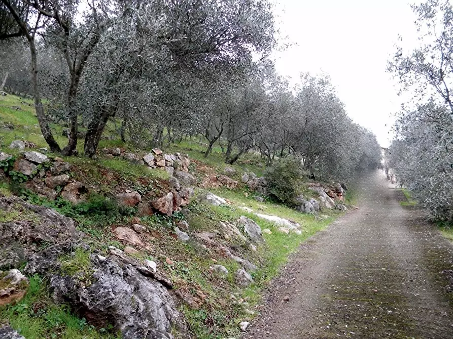 Immagine 9 di Rustico / casale in vendita  a San Giuliano Terme