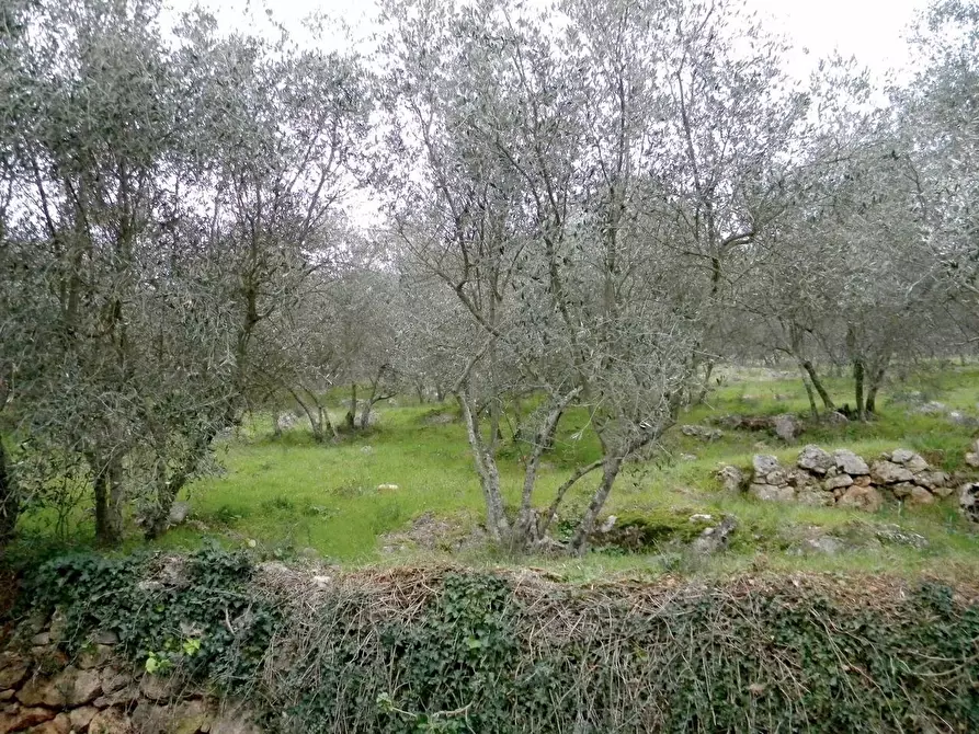 Immagine 11 di Rustico / casale in vendita  a San Giuliano Terme