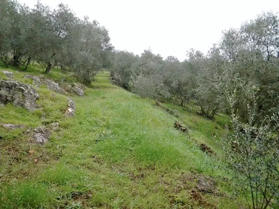 Immagine 13 di Rustico / casale in vendita  a San Giuliano Terme