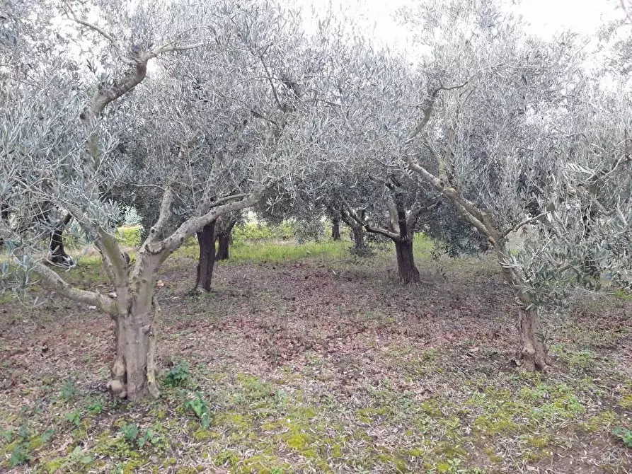Immagine 4 di Terreno agricolo in vendita  a Cascina