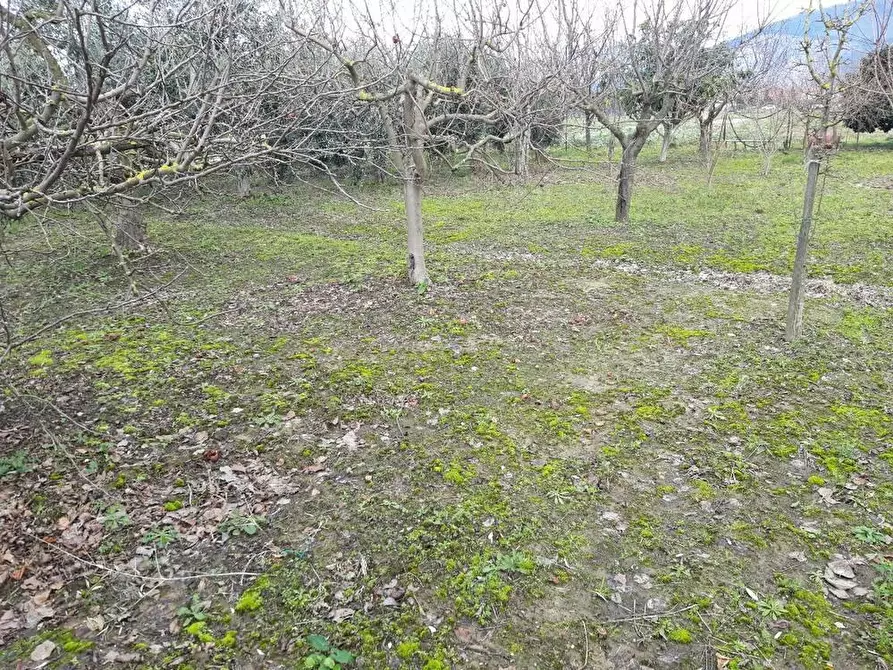 Immagine 6 di Terreno agricolo in vendita  a Cascina