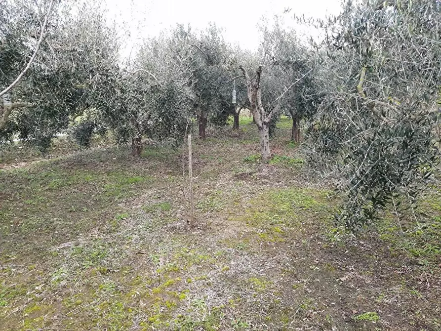 Immagine 5 di Terreno agricolo in vendita  a Cascina