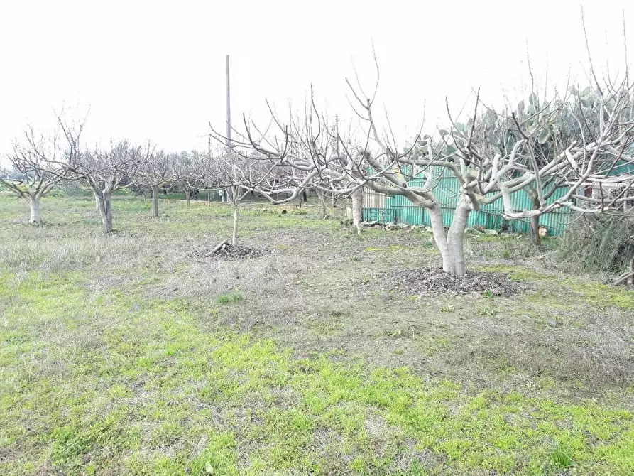 Immagine 3 di Terreno agricolo in vendita  a Cascina
