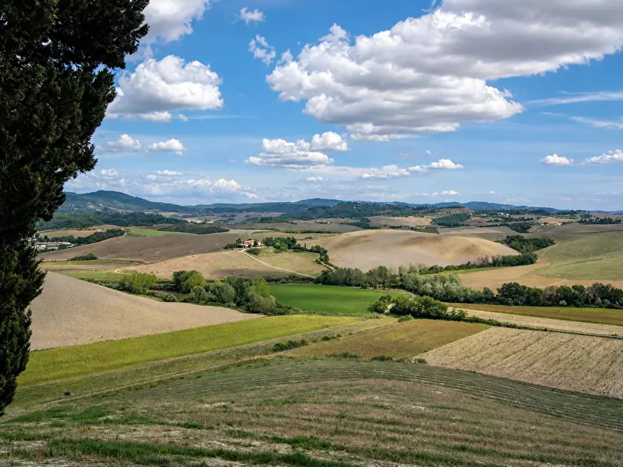 Immagine 3 di Azienda agricola in vendita  a Peccioli