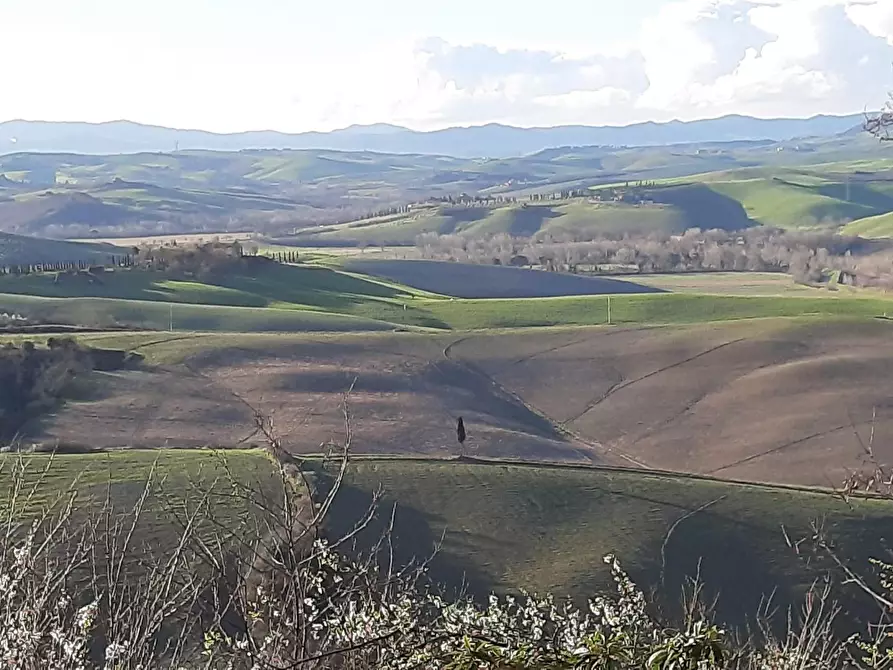 Immagine 6 di Azienda agricola in vendita  a Peccioli