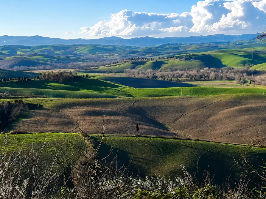 Immagine 10 di Azienda agricola in vendita  a Peccioli