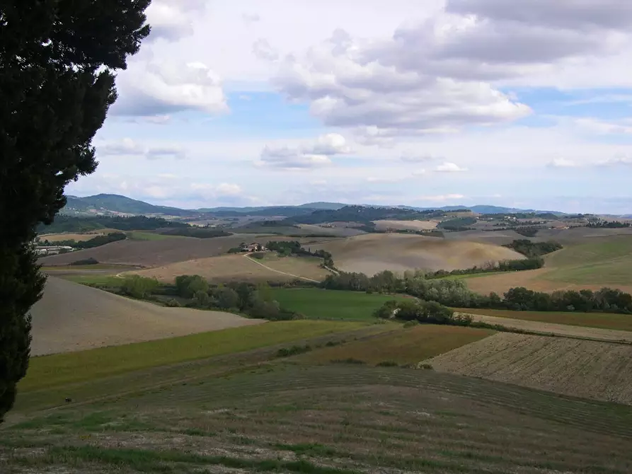 Immagine 5 di Azienda agricola in vendita  a Peccioli