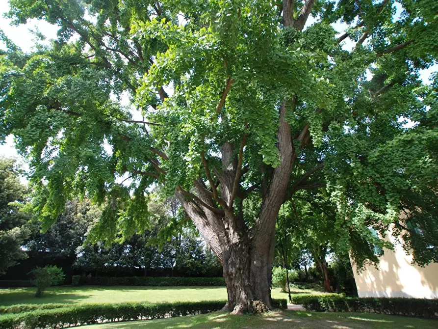 Immagine 45 di Villa in vendita  a Santa Maria A Monte
