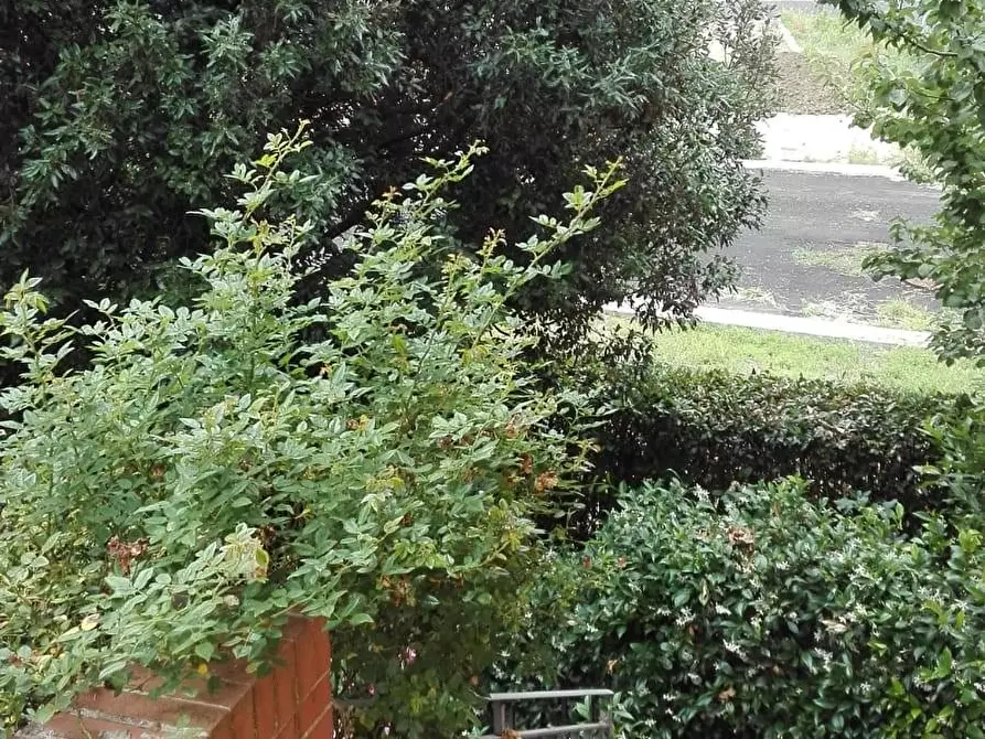 Immagine 2 di Appartamento in vendita  a Capannoli