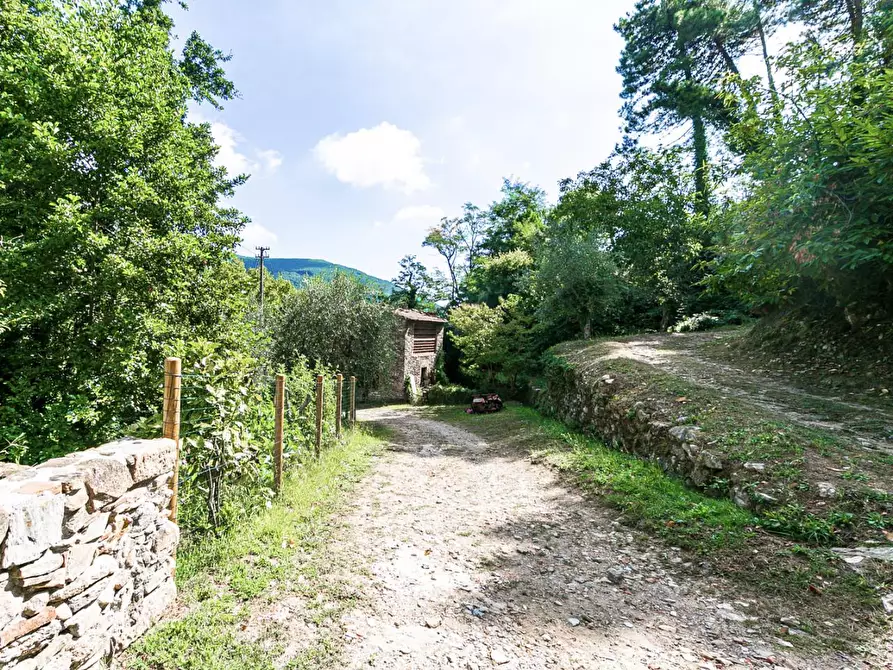 Immagine 5 di Rustico / casale in vendita  a Buti