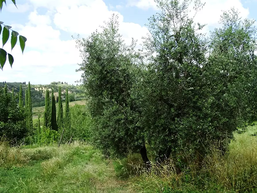 Immagine 36 di Casa colonica in vendita  a San Miniato