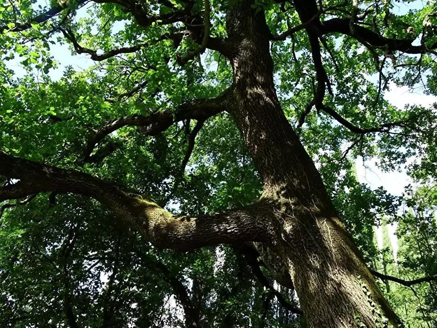 Immagine 45 di Casa colonica in vendita  a San Miniato