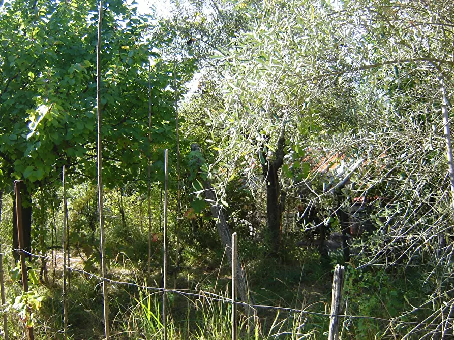 Immagine 19 di Terratetto in vendita  a Montecarlo