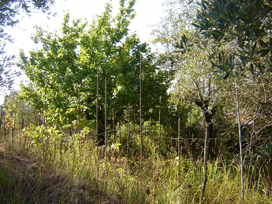 Immagine 18 di Terratetto in vendita  a Montecarlo