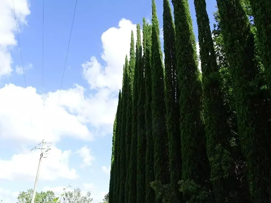 Immagine 43 di Azienda agricola in vendita  a San Miniato
