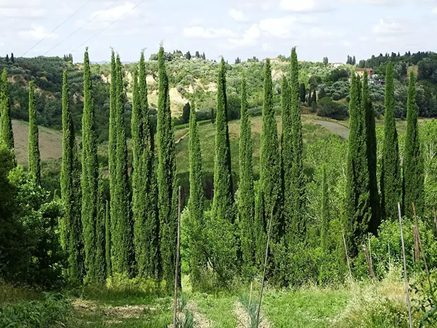 Immagine 36 di Azienda agricola in vendita  a San Miniato
