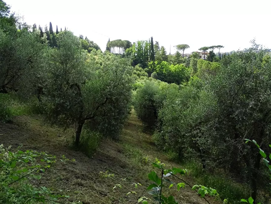 Immagine 42 di Azienda agricola in vendita  a San Miniato