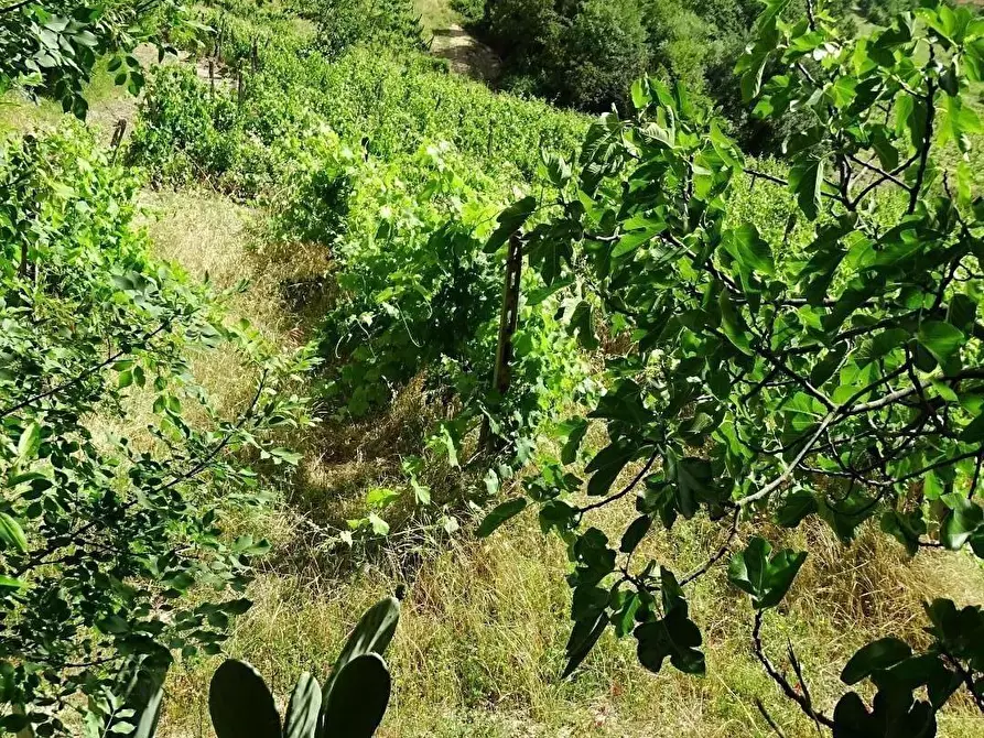 Immagine 39 di Azienda agricola in vendita  a San Miniato
