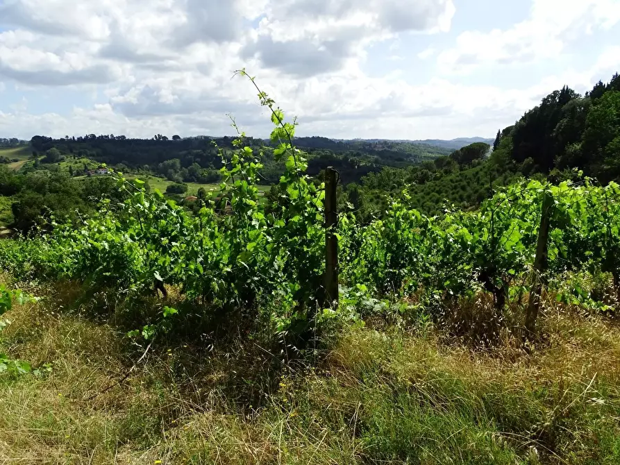 Immagine 38 di Azienda agricola in vendita  a San Miniato