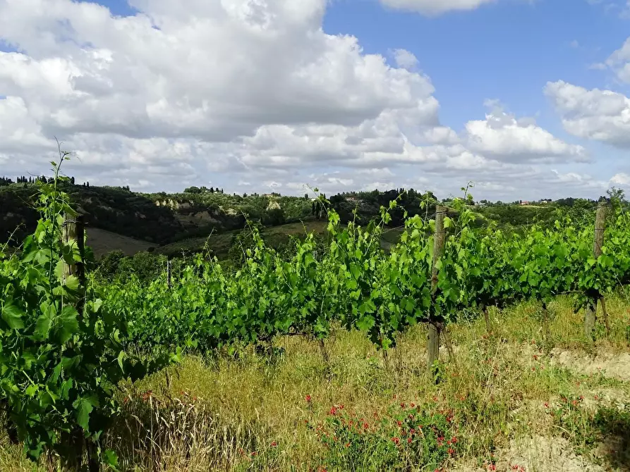 Immagine 44 di Azienda agricola in vendita  a San Miniato