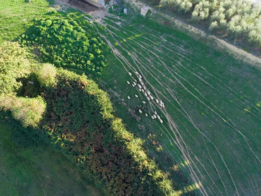 Immagine 7 di Azienda agricola in vendita  a Poggibonsi