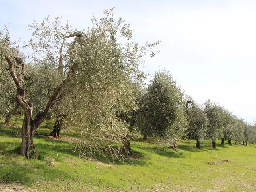 Immagine 35 di Azienda agricola in vendita  a Poggibonsi