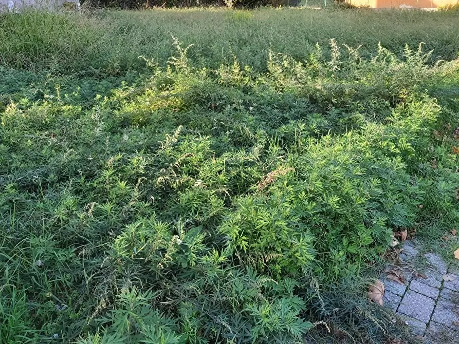 Immagine 2 di Terreno residenziale in vendita  a Vicopisano
