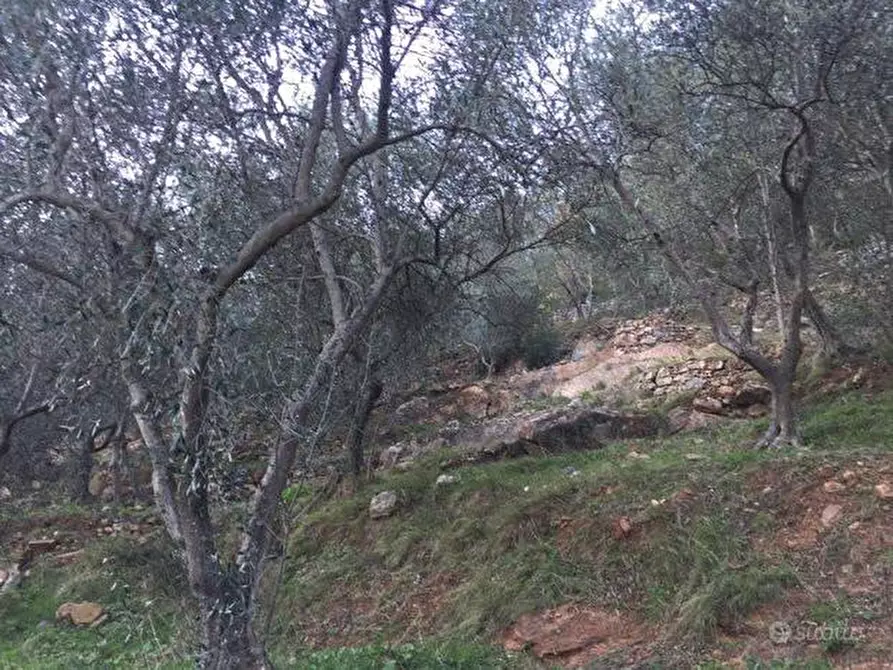Immagine 2 di Terreno agricolo in vendita  a San Giuliano Terme