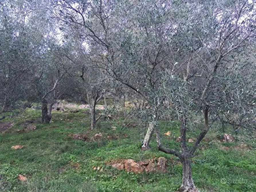 Immagine 5 di Terreno agricolo in vendita  a San Giuliano Terme