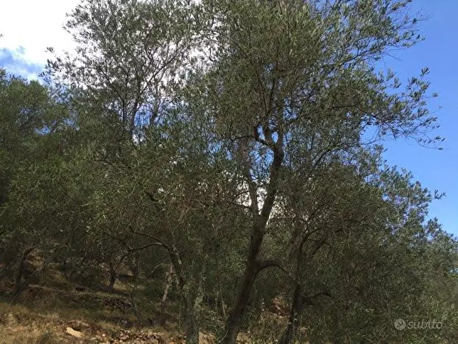 Immagine 3 di Terreno agricolo in vendita  a San Giuliano Terme